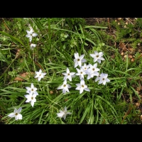 Crepis vesicaria subsp Stellata (fam. Asteracees) (Rg mediterraneennes) (2)